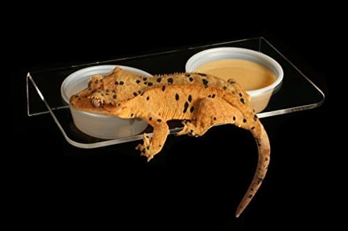 Pangea Magnetic Gecko Ledge with Cup Holder